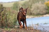 DOBERMANN 469